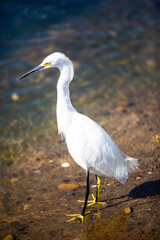 great white heron
