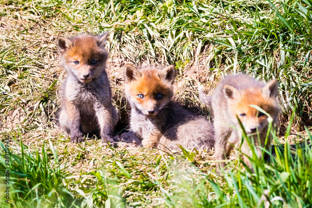 Poster Fuchswelpen am Bau  -  Vulpes vulpes