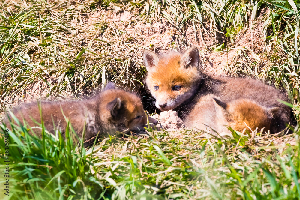 Poster Fuchswelpen am Bau  -  Vulpes vulpes