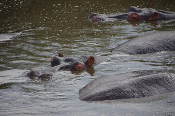 Hippopotamus in the Serengeti park in Tanzania