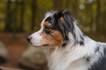 Süßer Australian Shepherd im Wald