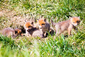 Fuchswelpen am Bau  -  Vulpes vulpes