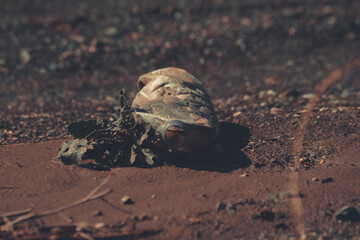 plastic bottle turned into trash in nature