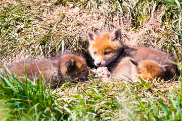 Fuchswelpen am Bau  -  Vulpes vulpes