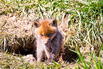 Fuchswelpen am Bau  -  Vulpes vulpes