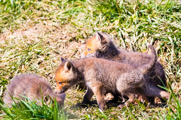 Fuchswelpen am Bau  -  Vulpes vulpes