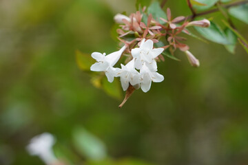 white flower of a flower