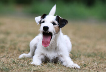 Summer portrait of funny smiling white parson russell terrier with black and sable markings on a face. Cute and friendly small family parson pet dog barking outside with background of green grass