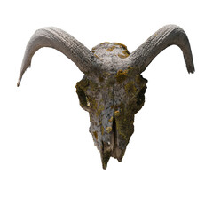ancient moss goat skull isolated on the white background