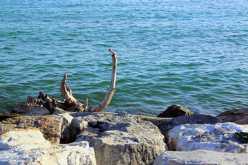 Fototapeta na wymiar a stranded branch on the rocks shaped by the salty wind
