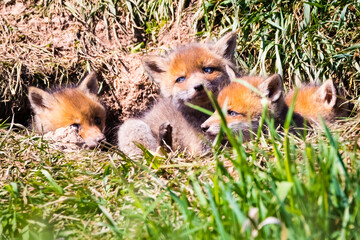 Fuchswelpen am Bau  -  Vulpes vulpes