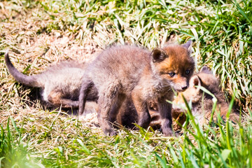 Fuchswelpen am Bau  -  Vulpes vulpes