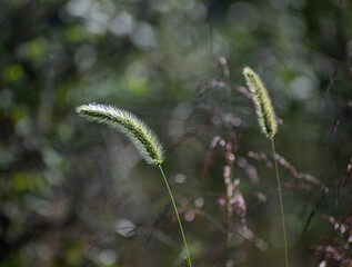 Rye grass close-up with light reflecting off the grains