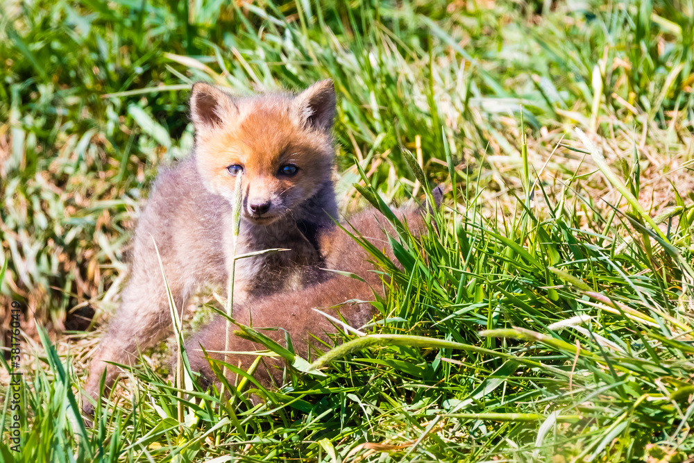 Poster Fuchswelpen am Bau  -  Vulpes vulpes