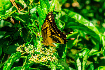 black and orange butterfly