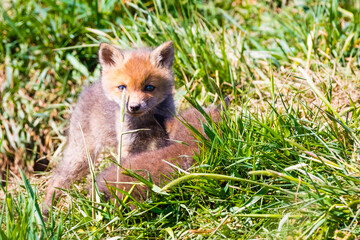 Fuchswelpen am Bau  -  Vulpes vulpes