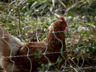 chicken behind a wire fence