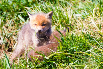 Fuchswelpen am Bau  -  Vulpes vulpes