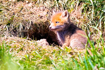 Fuchswelpen am Bau  -  Vulpes vulpes