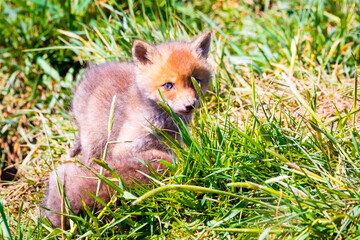 Fuchswelpen am Bau  -  Vulpes vulpes