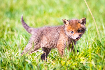 Fuchswelpen am Bau  -  Vulpes vulpes