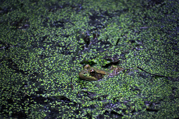 close up of a frog in a swamp