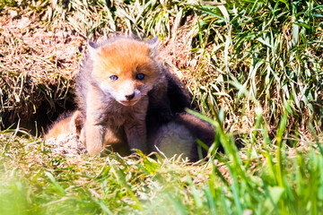Fuchswelpen am Bau  -  Vulpes vulpes