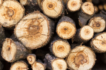 Wooden logs as a background texture. A pile of logs cut. Wooden background