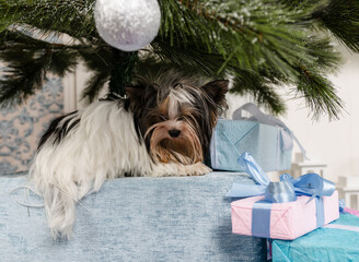 dog small breed