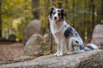 S&uuml;&szlig;er Australian Shepherd im Wald
