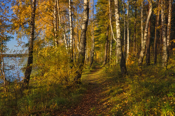 Beautiful landscape in autumn birch grove. Autumn, yellow birch forest, nature autumn landscape.