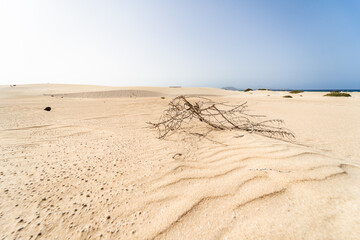 Fototapeta na wymiar The Dunes of Corralejo. Fuerteventura, Canary Islands. Spain.