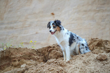 Australian Shepherd im Sand