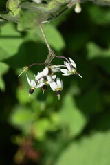 Solanum lyratum  flowers and berries / Solanaceae perennial  medicinal plant