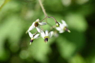 Solanum lyratum  flowers and berries / Solanaceae perennial  medicinal plant