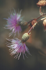 pink flower from very close