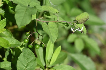 Solanum lyratum  flowers and berries / Solanaceae perennial  medicinal plant