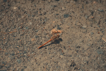 red dragonfly perched on the ground