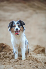 Australian Shepherd im Sand