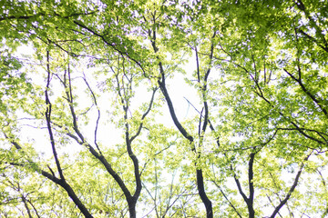 Green leaves in the sun background. Closeup nature view of green leaves on blurred green background	
