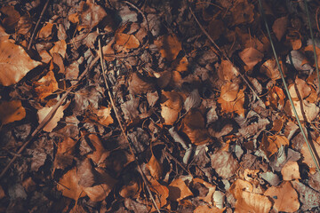 dry leaves on the ground