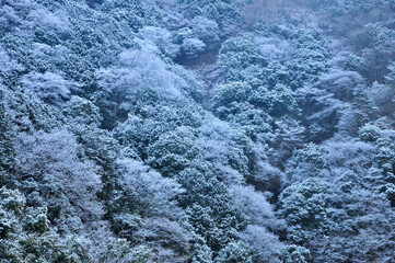 冬の丹沢山地 霧氷の朝の寄