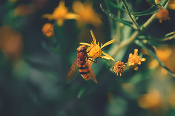 wasp perched on a yellow flower