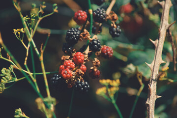 wild blackberries on the branch