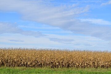 Corn Field