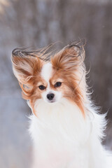 Dog papillon in winter with magic ears