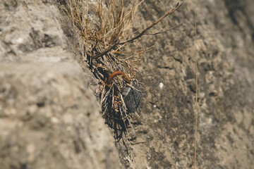 rusty padlock hanging on a rock