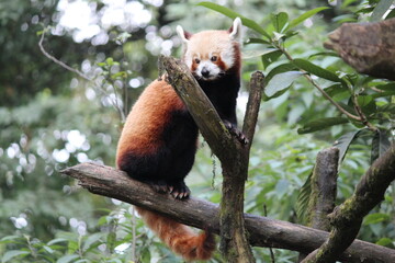 Rare Red Panda Bear in its natural habitat