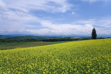 キガラシの咲く丘と立木