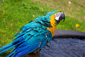 Portrait of the blue-and-yellow macaw (Ara ararauna). In portuguese 
